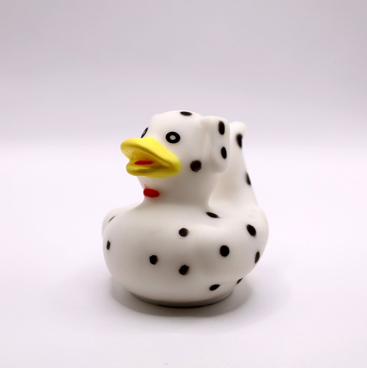 Dalmatian Duck